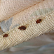 Bed Bugs Removal